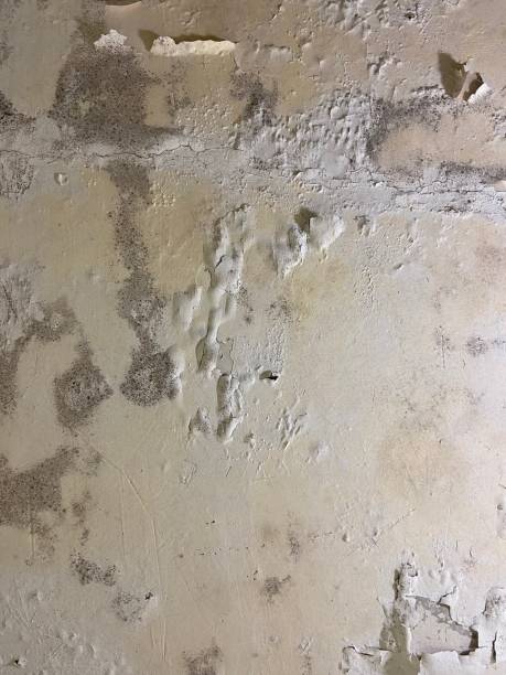 Best White Mold Remediation in Boyd, TX